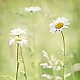 Margeriten Margeriten