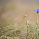Kornblume Kornblume
