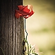 Mohn Mohn