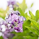 violett dream violett dream