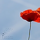 Poppy together Poppy together