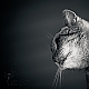 Catphotography Catphotography