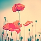 poppy poppy