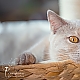Grace - Britisch Kurzhaar Katze Grace - Britisch Kurzhaar Katze