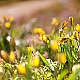 yellow yellow