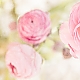 Ranunculus Ranunculus