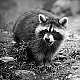 Racoon - Waschbär Racoon - Waschbär