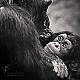 Chimpanzee - Schimpansen - Baby Chimpanzee - Schimpansen - Baby