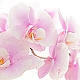 Orchid Orchid