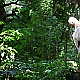 Storch Storch