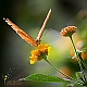 Orange Butterfly Orange Butterfly
