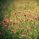 poppy poppy