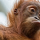 Orang Utan Baby Orang Utan Baby