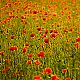Poppyfield Poppyfield