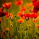 Poppyflower Poppyflower