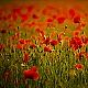 a lot of poppy a lot of poppy