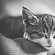 sleeping cat sleeping cat