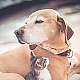 Cat and Dog Cat and Dog