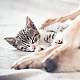 sleeping cat and dog sleeping cat and dog