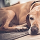 Dog Dog