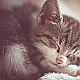 little cat little cat