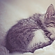 Baby Cat Baby Cat