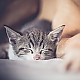 little cat nose little cat nose
