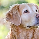 Labrador Labrador