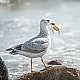 Mahlzeit Frau Möve Mahlzeit Frau Möve